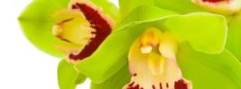 Орхидея цимбидиум зеленая