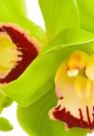 Орхидея цимбидиум зеленая