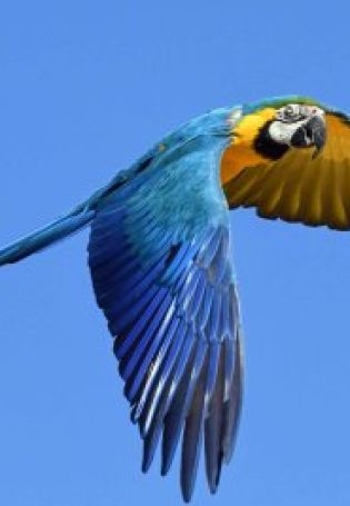 Синий ара