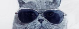 Кот в очках на аватарку