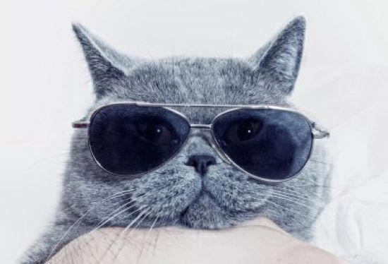 Кот в очках на аватарку