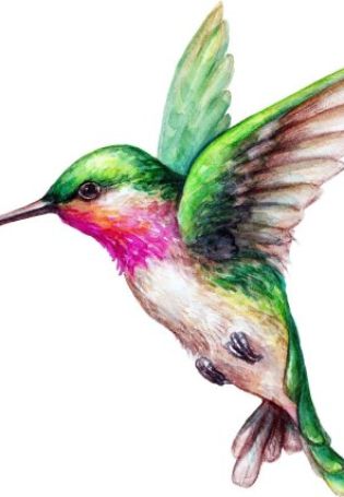 Сказочные колибри