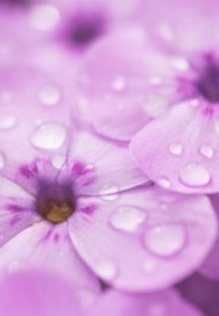 Нежно фиолетовые цветы