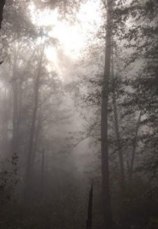 Эстетика леса в тумане