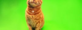 Оранжевый фон с котом