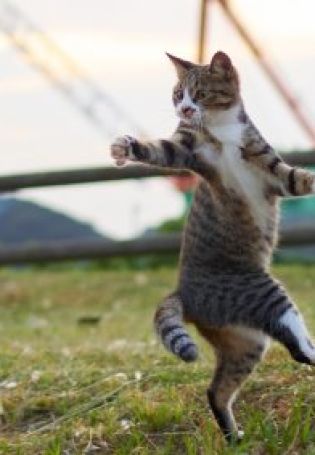 Танцующий котик картинки