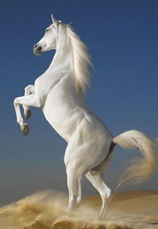 Картинки белый конь