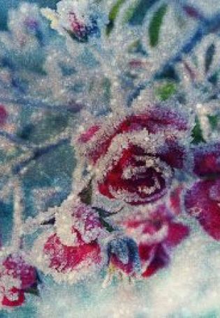 Зимние цветы картинки