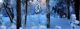 Картинки зимы в лесу