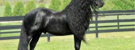 Картинки черной лошади