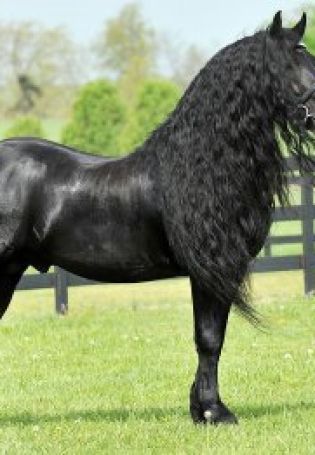 Картинки черной лошади