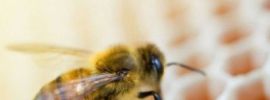Пчела и соты картинки