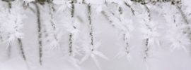 Ветка в снегу картинки