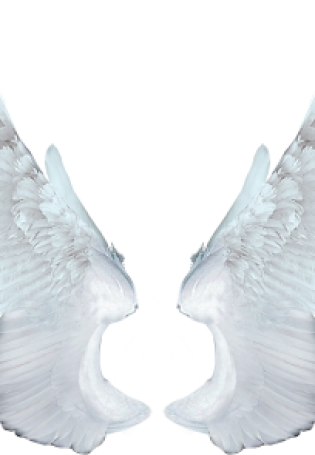 Белые крылья картинки