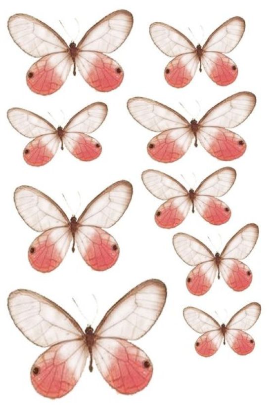 Розовые бабочки картинки