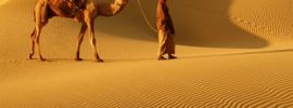 Верблюды в пустыне картинки