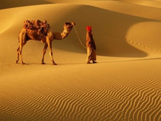 Верблюды в пустыне картинки