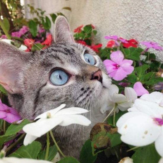 Картинки котиков с цветами