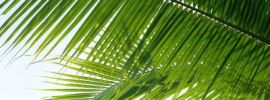 Картинки с листом пальмы