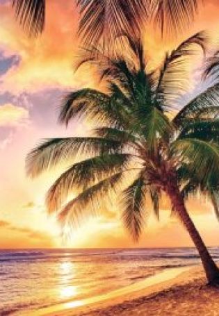 Картинки моря и пальмы