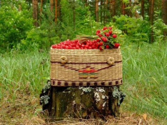 Картинки с ягодами и лесом