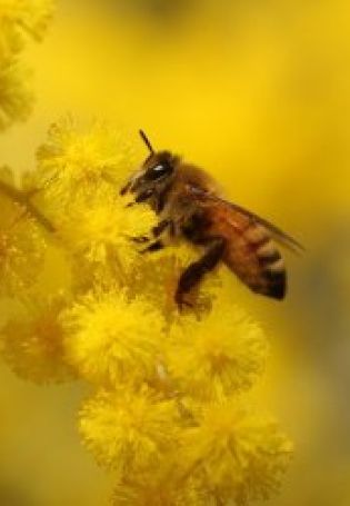 Картинки пчелы