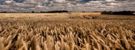 Пшеничное поле картинки