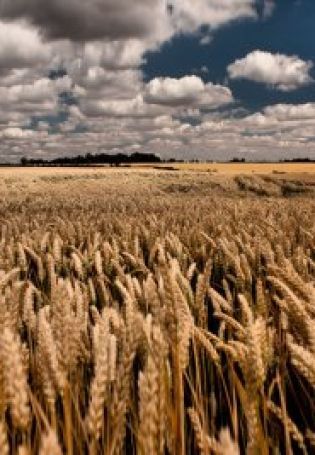 Пшеничное поле картинки