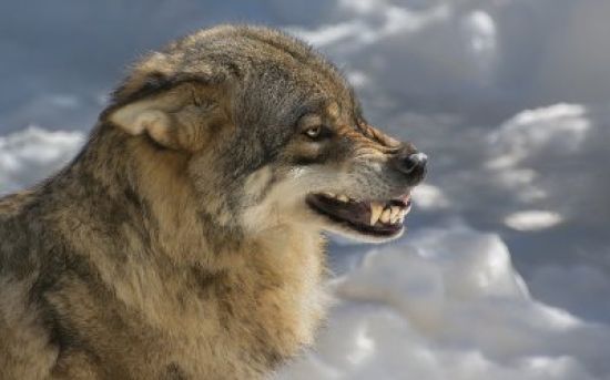 Картинки волков с оскалом
