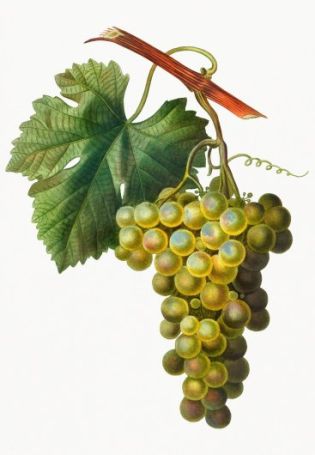 Картинки виноградная лоза