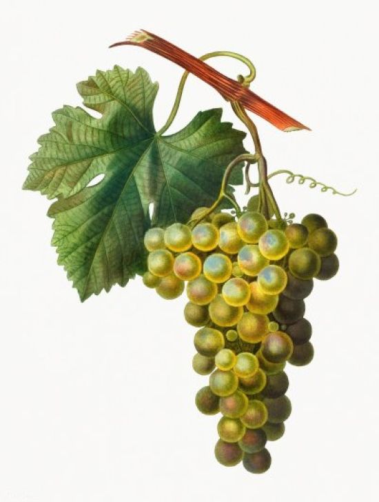 Картинки виноградная лоза