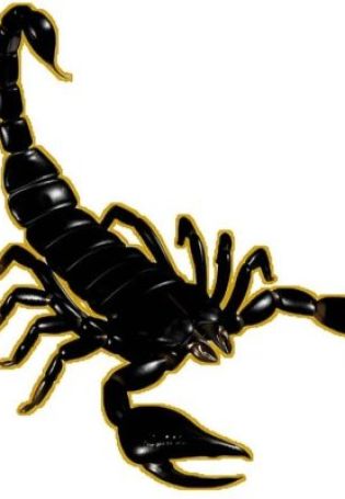 Эскизы скорпиона