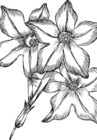 Рисунок цветка карандашом