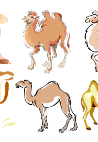 Нарисованный верблюд