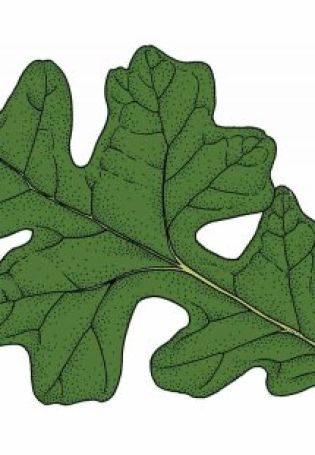 Рисунок дубовый лист