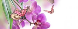 Орхидея рисунок
