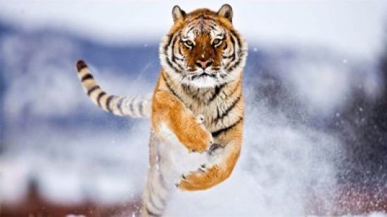 Амурский тигр рисунок