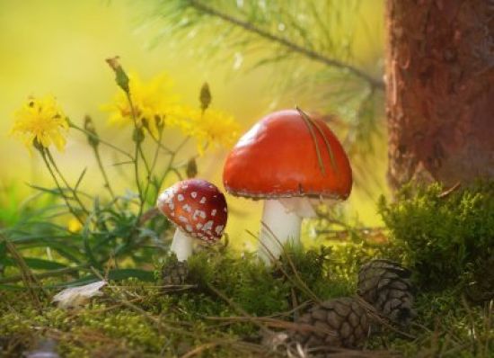 Рисунок грибы в лесу