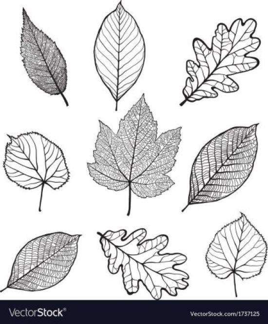 Рисунок листья карандашом
