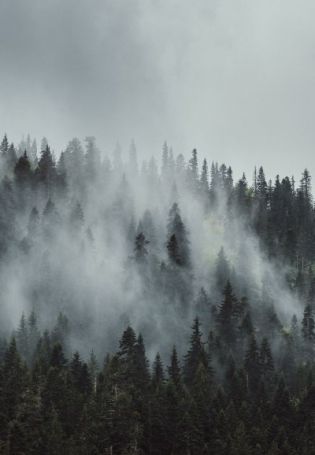 Обои на телефон лес в тумане