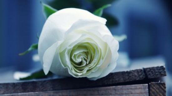 Обои белые розы