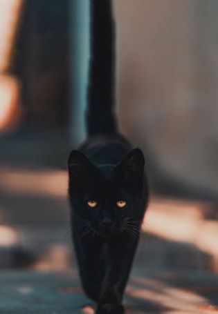 Черный кот обои на телефон