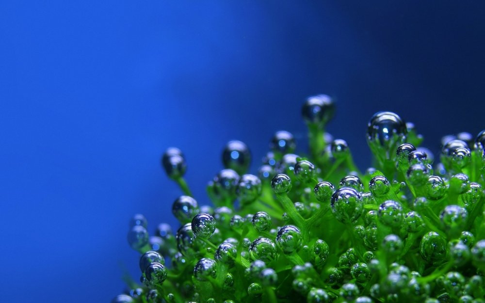 Макросъемка цветов