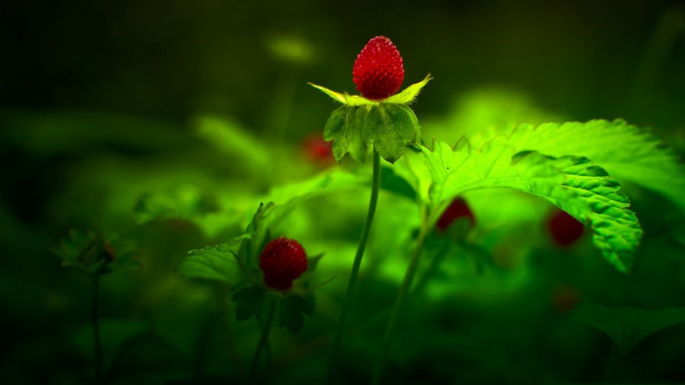 Красный фон геометрия