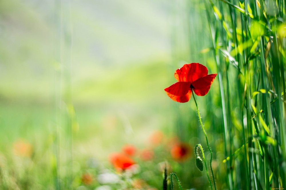 Крастноьзеленый градиент