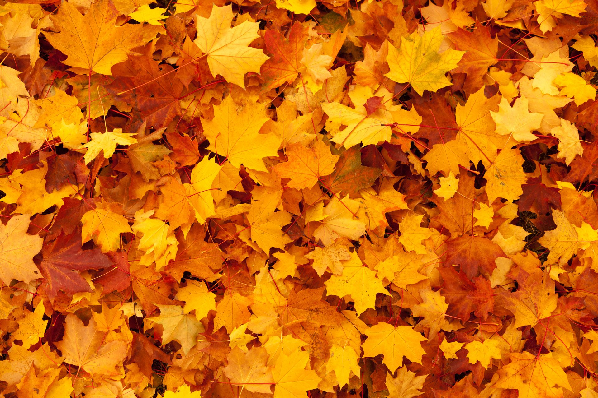 Фон листья осень - 77 фото