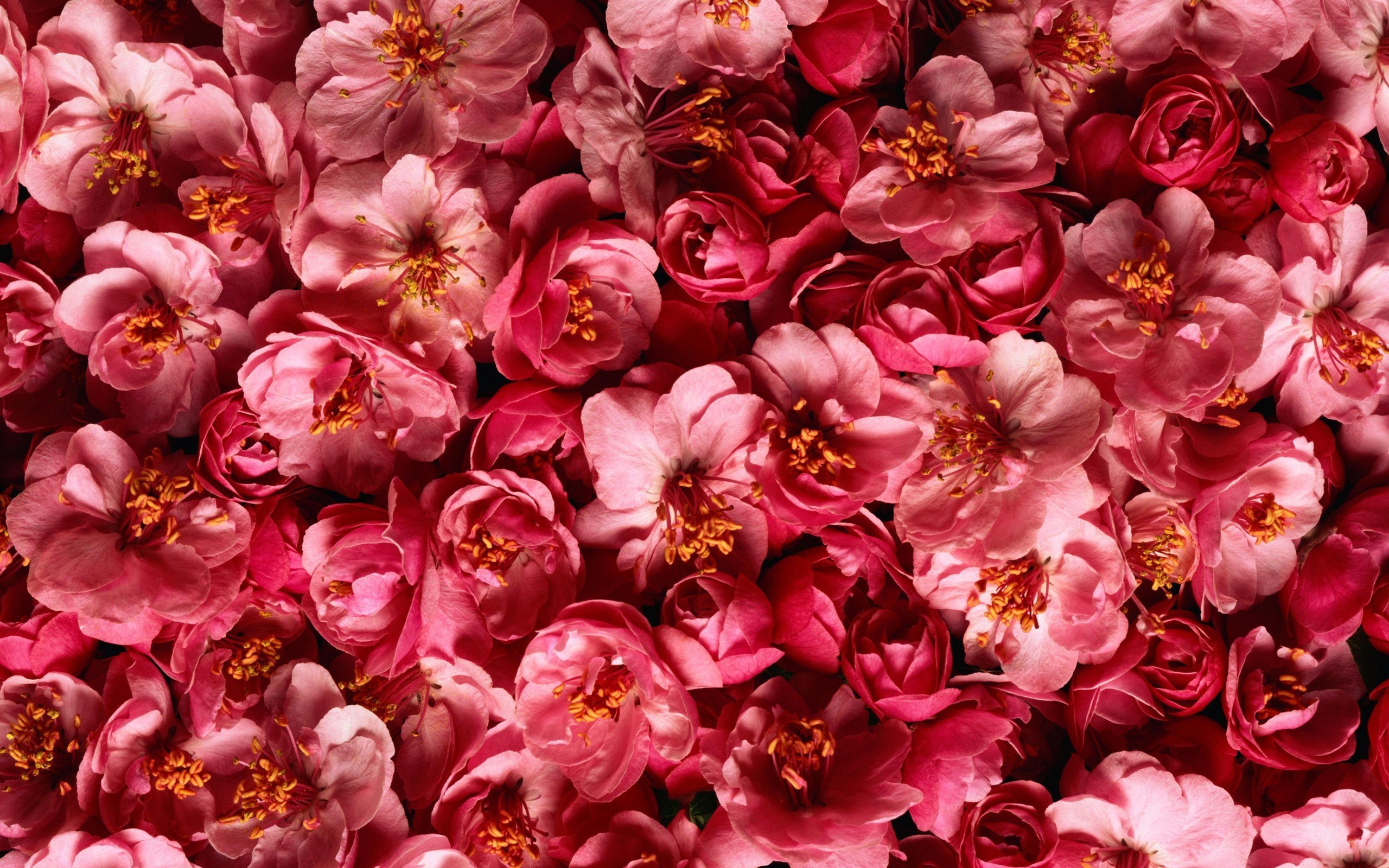 Фон на телефон красивые цветы. Пинк Флауэр. Розовые цветы. Цветочный фон. Красивый фон цветы.