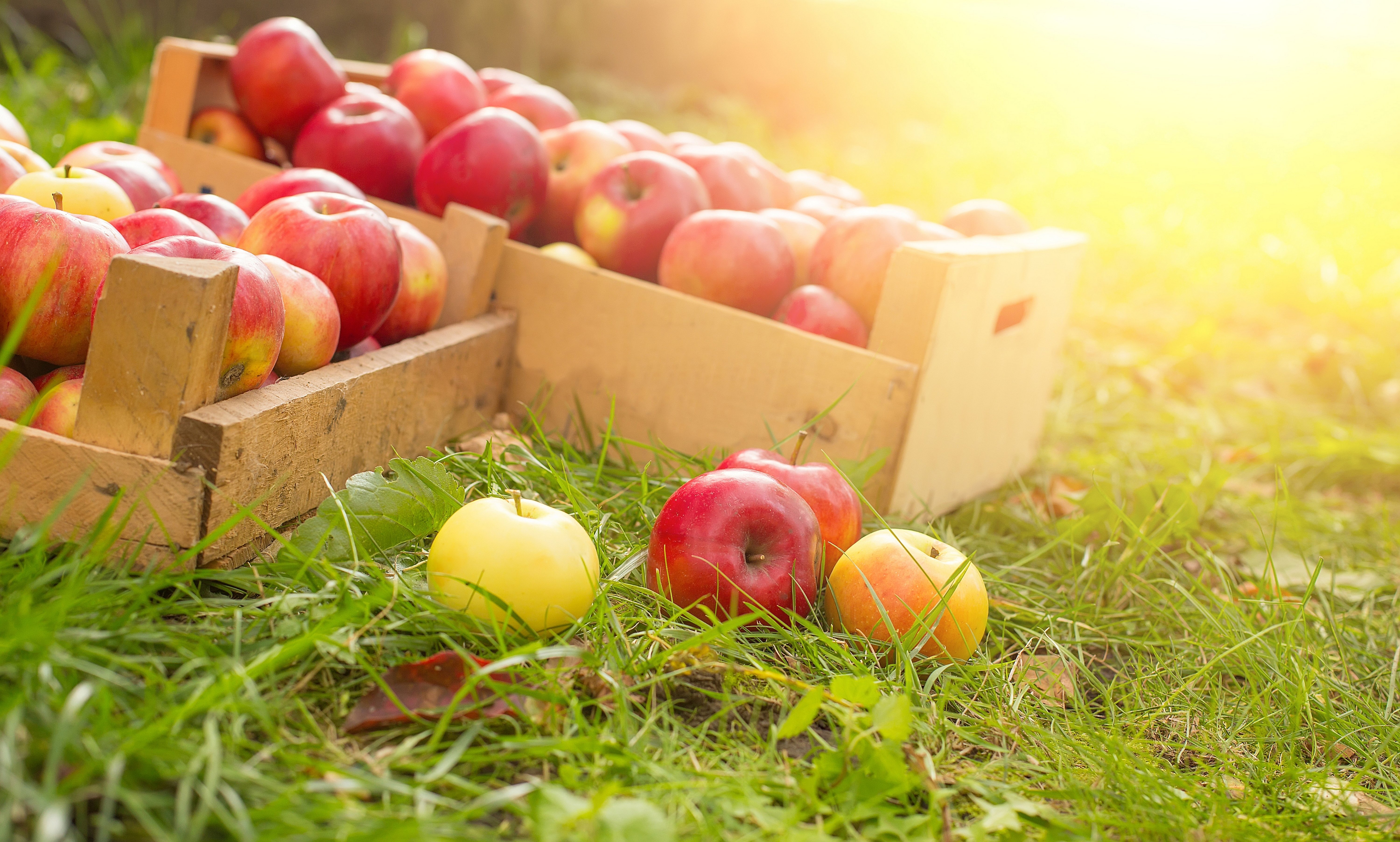 В подарок получить яблоки. Ящик с яблоками. Яблоки в саду. Летний урожай фруктов. Фрукты в ящике.