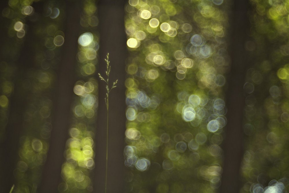 Деревья боке