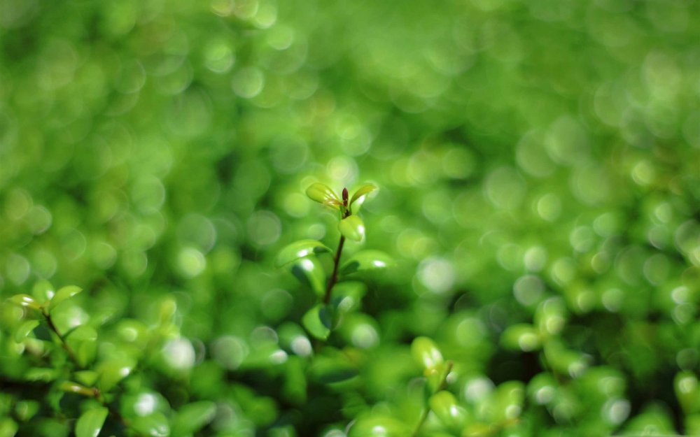 Боке зелень